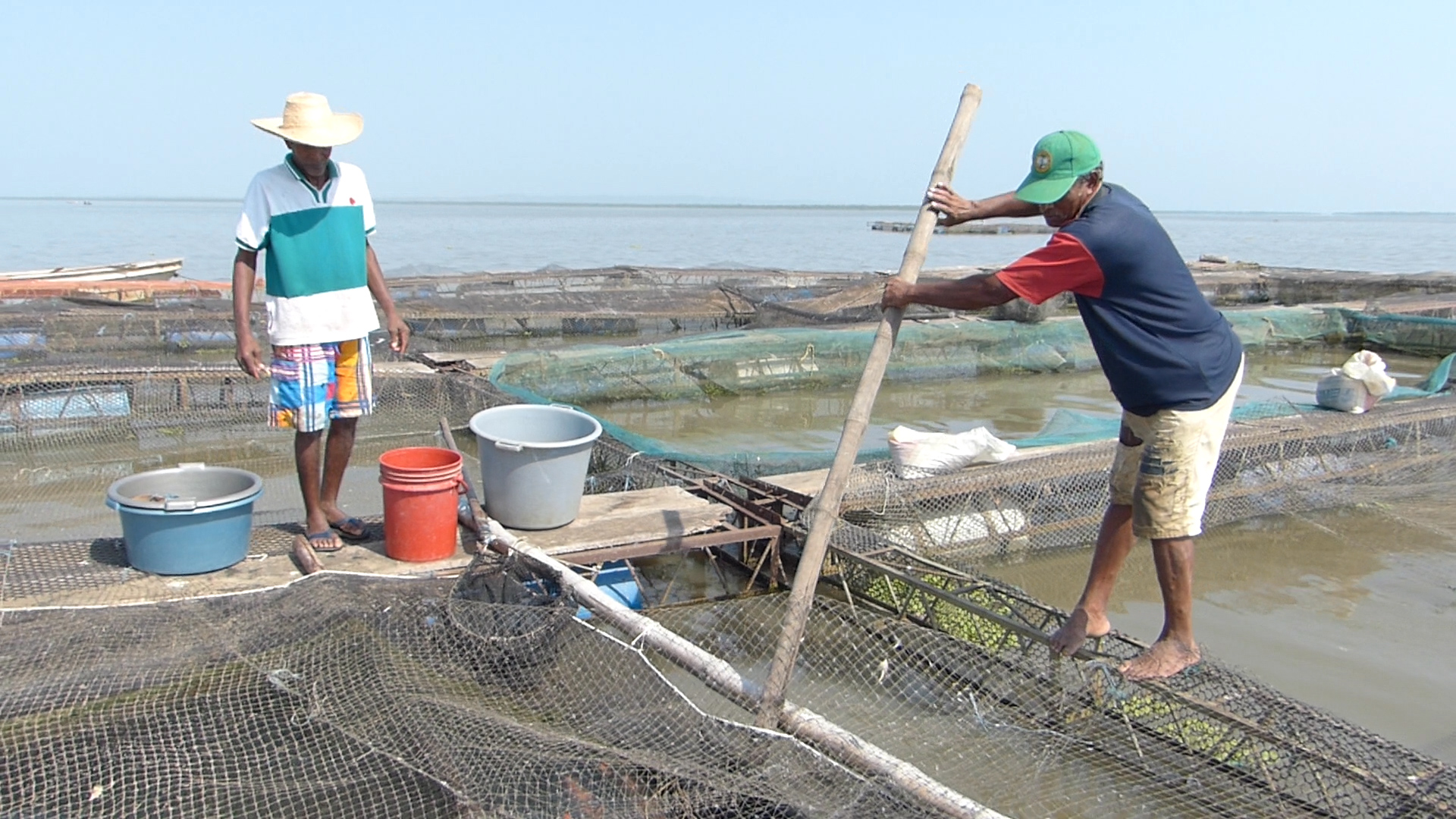 : Más de 80 pescadores entre hombres y mujeres, de los municipios de Mahates y Marialabaja han complementado su tradicional papel de pescadores artesanales a la de cultivadores de peces.